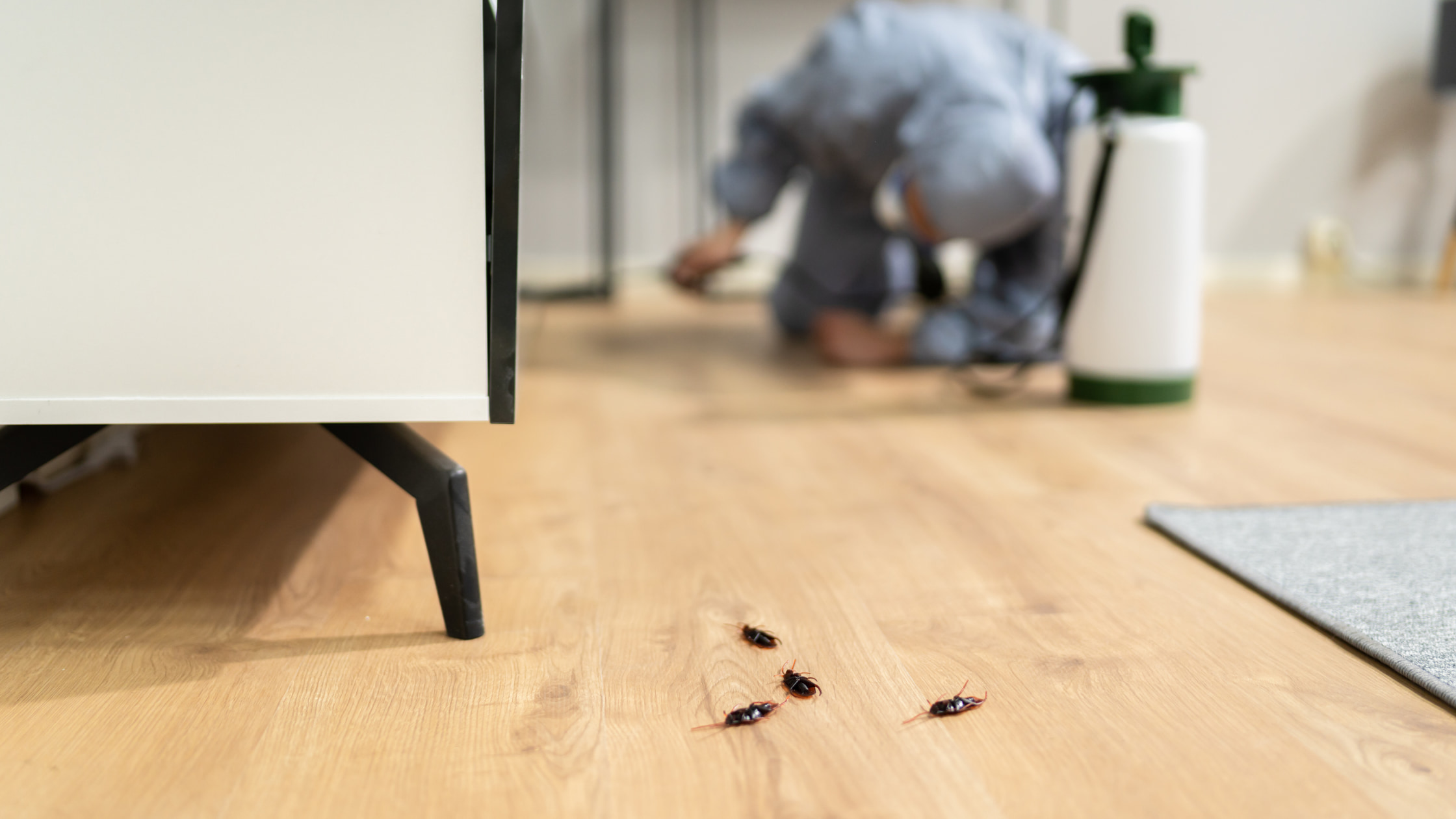 Cockroach Protection for Kaufman Homes