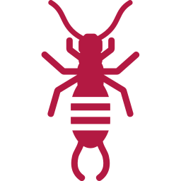 Pests We Treat in Kaufman Earwig Control